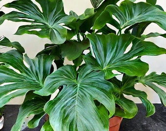 Philodendron Selloum 'Hope Plant' Houseplant Seeds - Tropical Indoor Aroid House Plant - 15 Fresh Rare Seeds Easy to Grow