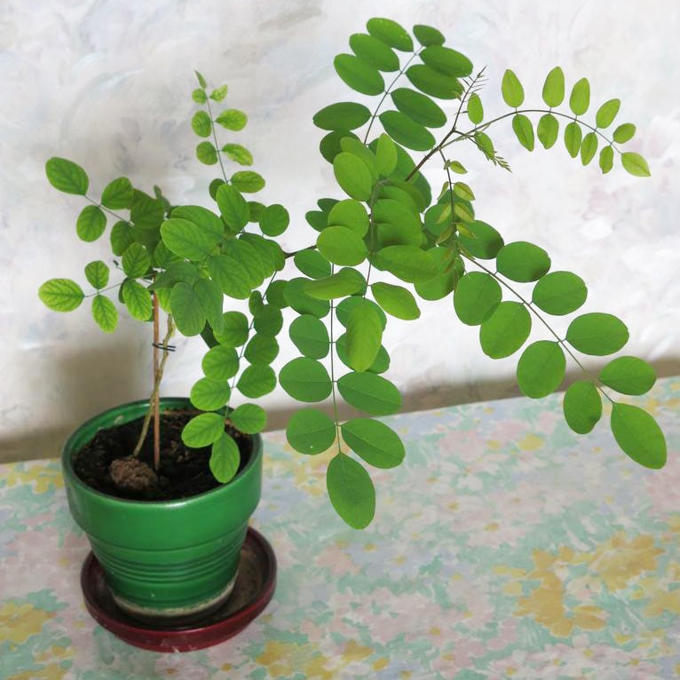 Black Locust Bonsai Tree 'Robinia Pseudoacacia' House Plant Seeds - 20 Rare  Plant Seeds - Etsy.de