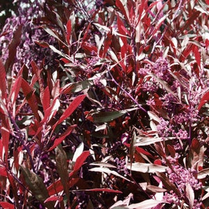 Purple Hop Bush &#39;Dodonaea viscosa Purpurea&#39; Shrub 10 Seeds