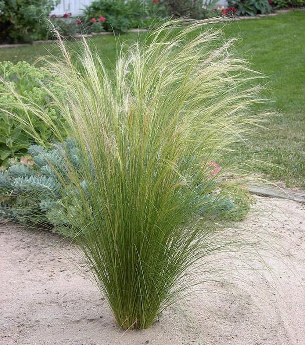 Stipa Capillata Bridal Veil Ornamental Grass Seeds 8 Seeds Etsy UK