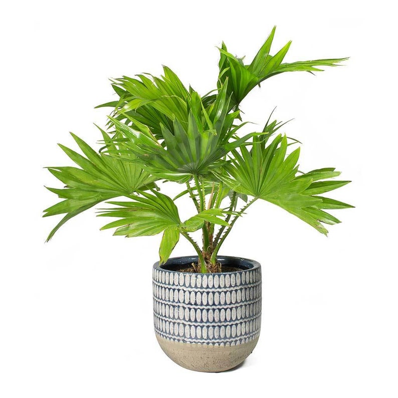 Livistona chinensis
