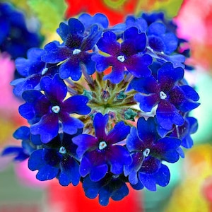 35+ VERBENA BLUE LAGOON PERENNIAL FLOWER SEEDS / DEER RESISTANT