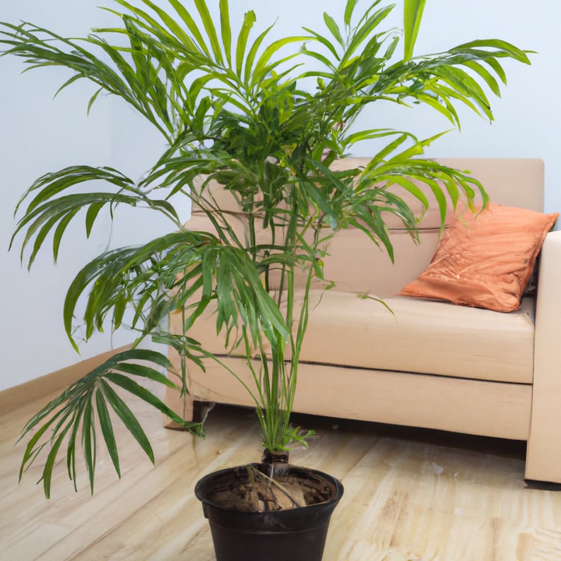 Parlour Palm Tree 'Chamaedorea Elegans' Houseplant Seeds Tropical Indoor House Plant 15 Fresh Rare Seeds Easy to Grow image 1