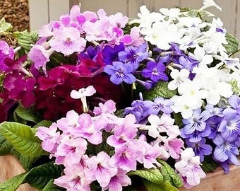 Cape Primrose Streptocarpus Dragon Mixed Flower Seeds - 15 Seeds