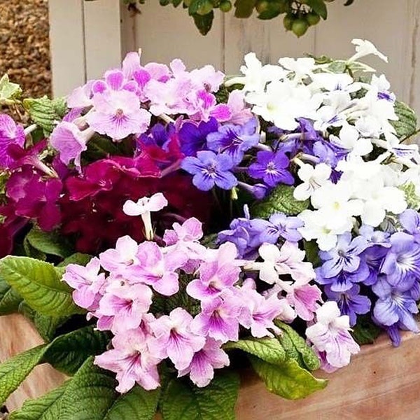 Cape Primrose Streptocarpus Dragon Mixed Flower Seeds - 15 Seeds