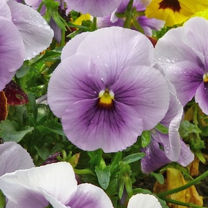 Viola F1 Sorbet Ice Blue Seeds - Easy to Grow - 10 Seeds