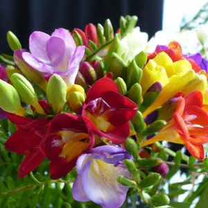 Freesia Royal Crown Mixed Flower Seeds - 6 Rare Fresh Seeds