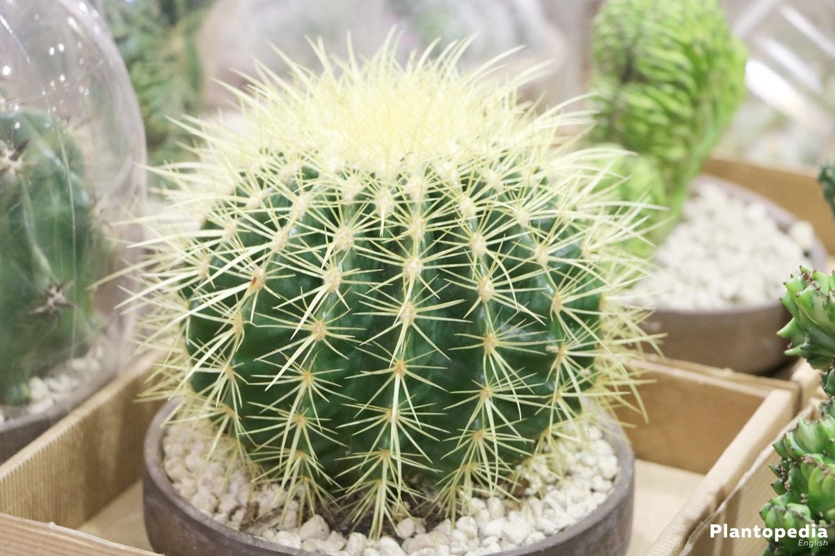 Golden Barrel Cactus Echinocactus Grusonii Plantes d'intérieur Graines - Tropical Indoor House Plant