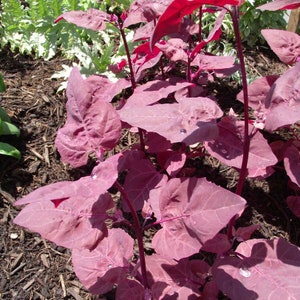Unusual Oriental Orach Scarlet Emperor Salad Vegetable Seeds Approx. 230 seeds