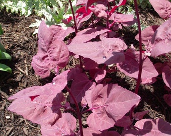 Unusual Oriental Orach Scarlet Emperor Salad Vegetable Seeds Approx. 230 seeds