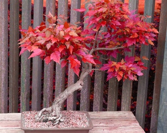 Red Sunset Maple Bonsai Tree 'Acer Rubrum' House Plant 15 Houseplant Seeds