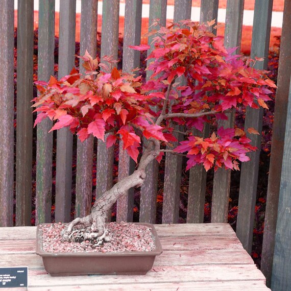 Red Sunset Maple Bonsai Tree 'Acer Rubrum' House Plant Seeds - 15  Houseplant Seeds - Etsy sterreich
