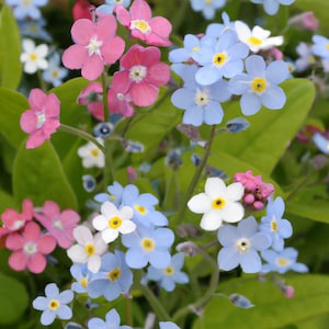 Forget-me-not 'Myosotis Victoria Mixed' Flower Seeds - Perennials - 220 Organic Seeds