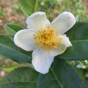 Tea Plant &#39;Camellia sinensis&#39; Tropical Indoor Plant Seeds - 6 Seeds