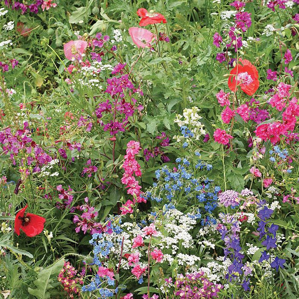 Wildflower Mixed Flower Seeds Suitable for Shaded Areas 500 Etsy UK