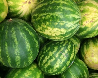 Yellow Fleshed Watermelon F1 Champagne Seeds - 'Citrullus lanatus' - 5 Seeds