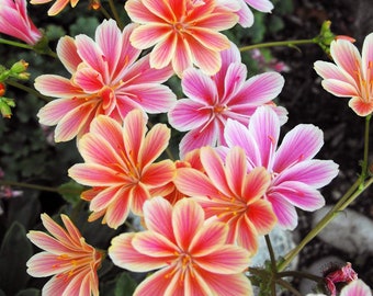 Lewisia Sunset Strain Flower Seeds - 10 Organic Seeds for Rockeries or Bedding