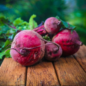 Beetroot Bona Vegetable Salad Seeds Beta vulgaris Variety Approx. 280 seeds