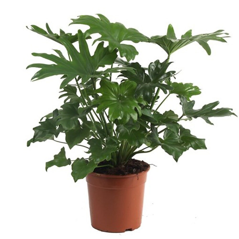 Philodendron Selloum 'hope Plant' Houseplant Seeds Etsy UK