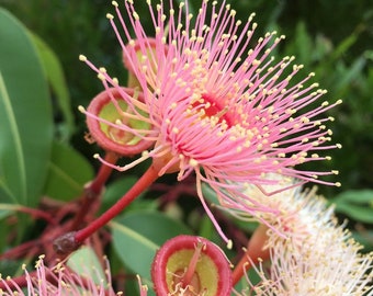 Eucalyptus Red Ironbark Tree - Tropical House Plant 15 Seeds Indoor or Outdoor - Houseplant - 10 Fresh Rare Seeds Easy to Grow