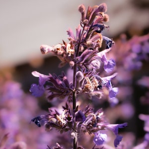 Blue Panther Nepeta Subsessilis Catmint Seeds 20 Japanese Perennial Seeds image 2