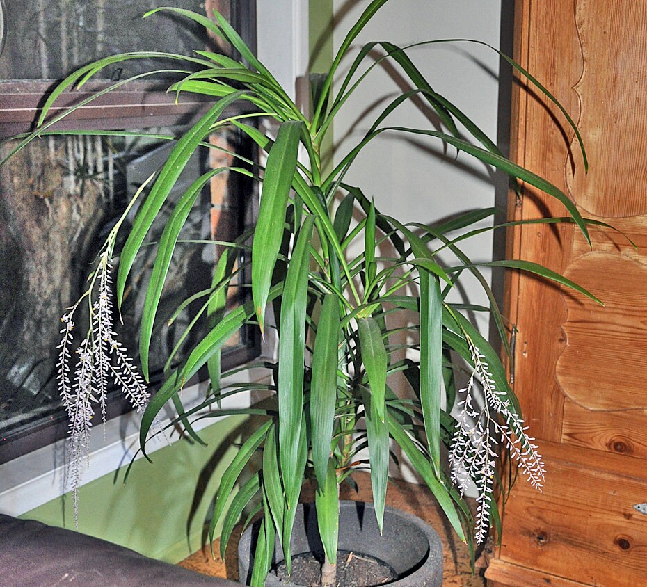 Cordyline Stricta Slender Palm Lily Houseplant Seeds Etsy UK
