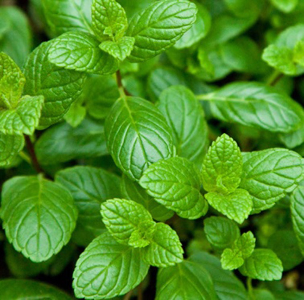 Levante (Mentha viridis) – Sabor de Fazenda
