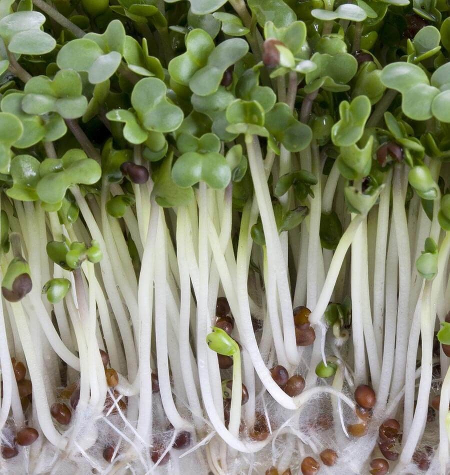 Broccoli Microgreens Sprouting Seeds Easy & Quick to Grow Etsy