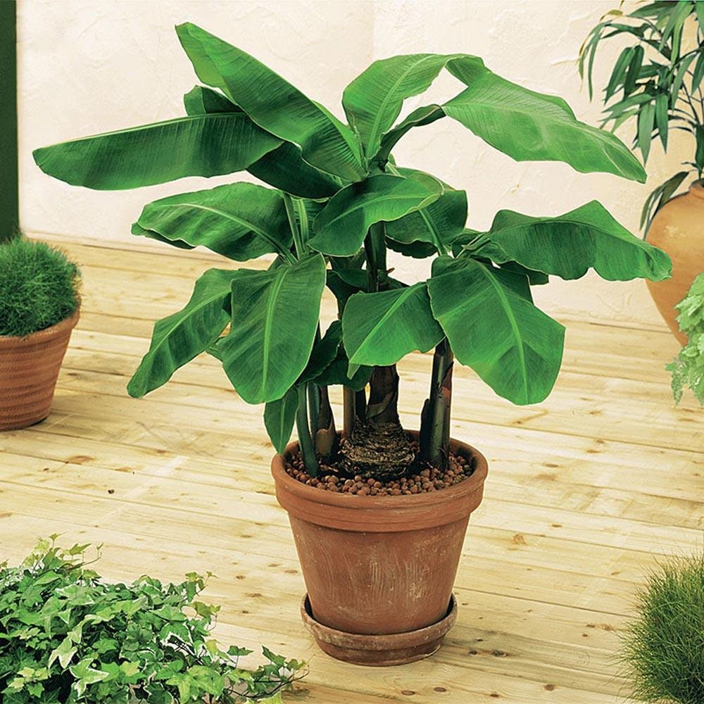 Dwarf Banana Musa Acuminata Houseplant Seeds Tropical Indoor Etsy UK