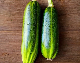 Organic Zucchini Courgette F1 Midnight Vegetable Seeds - Spring/Summer Sowing - 7 Seeds