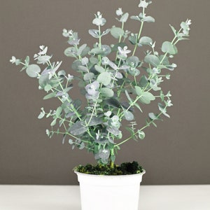 Baby Blue Eucalyptus Houseplant Seeds - Tropical Indoor - 10 Rare Seeds Easy to Grow