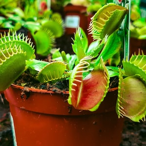 May include: A close-up of a potted Venus flytrap plant with green and red traps. The plant is in a terracotta pot.