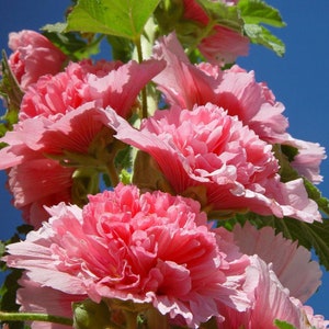 Hollyhocks Chaters Double Rose Pink 'Alcea rosea' Seeds - 20 Flower Seed