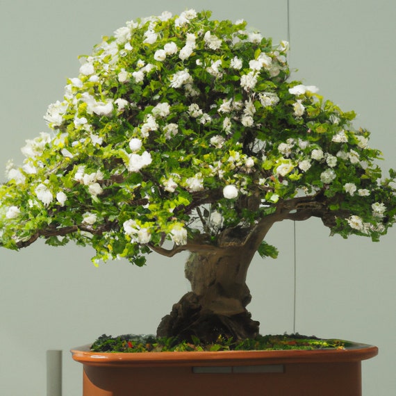 Dwarf Myrtle Bonsai 'myrtus Communis Compacta' Houseplant Seeds - Tropical  Indoor - 10 Rare Seeds - Etsy Denmark