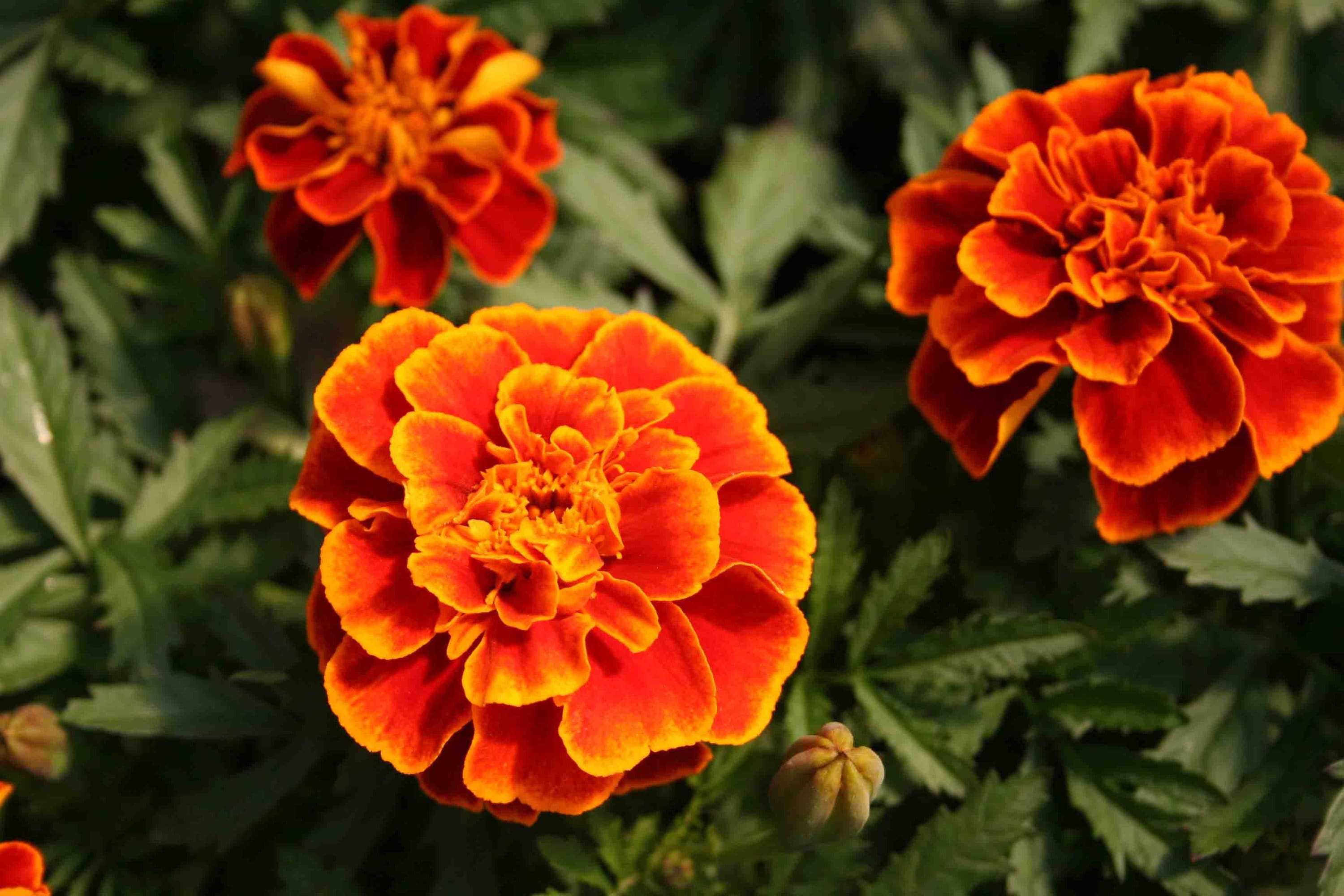 Marigold Safari Scarlet Flower Seeds 'Tagetes Etsy