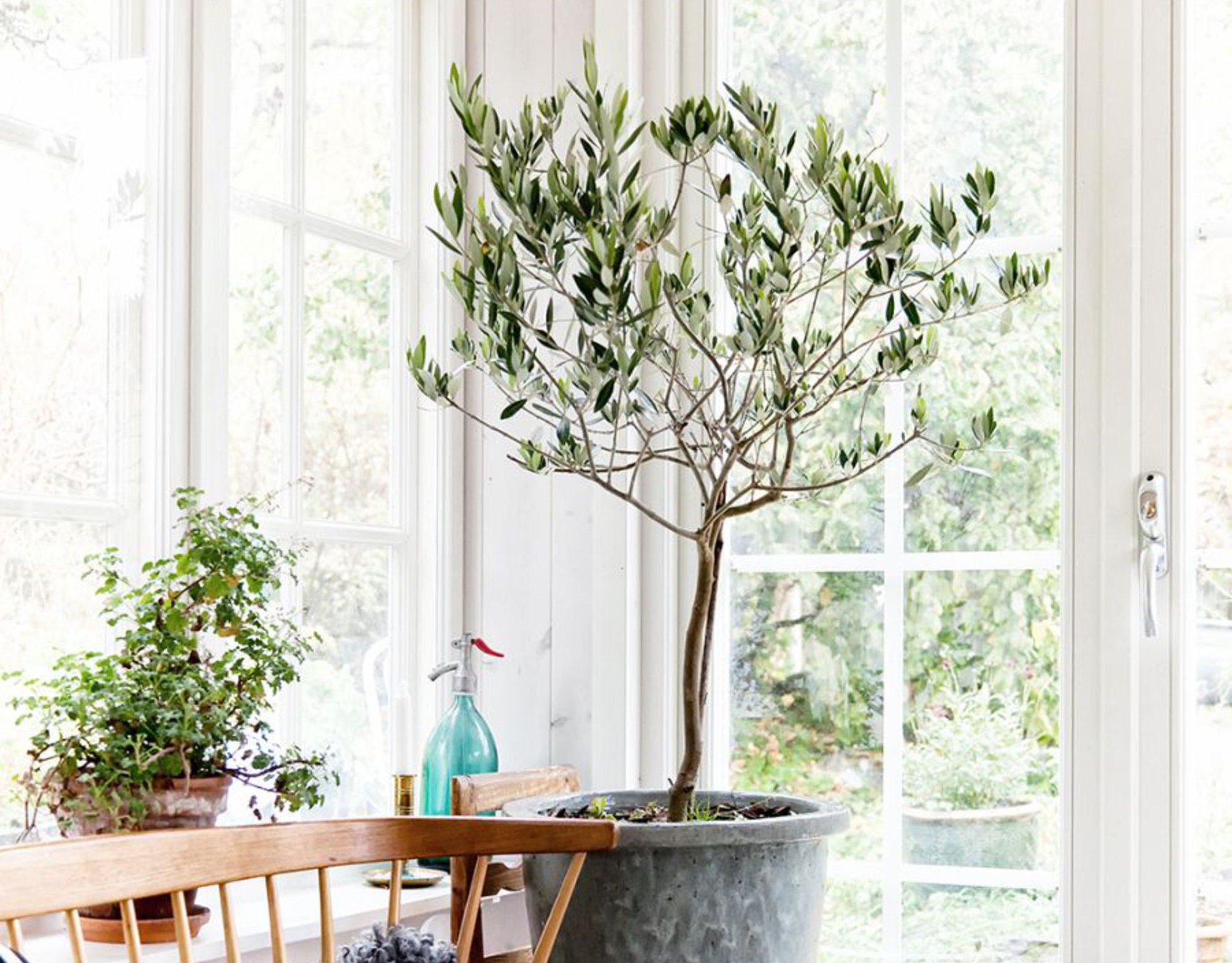 Dwarf Olive Tree 'Olea Europa' Houseplant Seeds Etsy