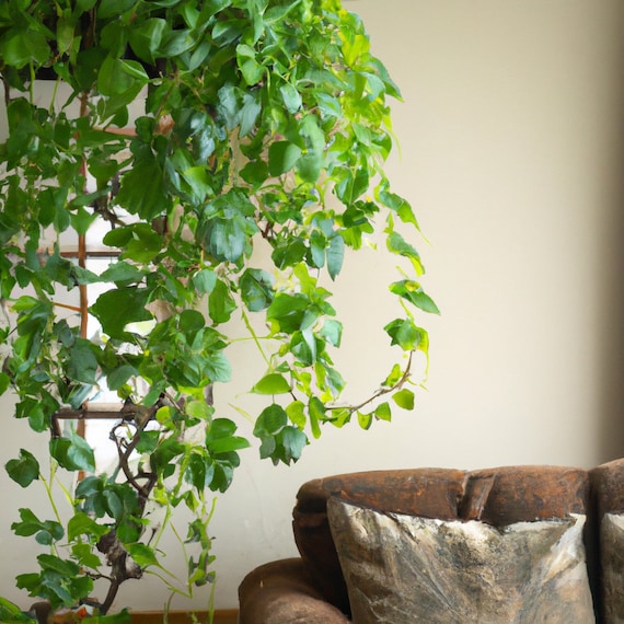 Grape Ivy Cissus Rhombifolia Houseplant Seeds Tropical Indoor 10 Rare  Seeds Easy to Grow