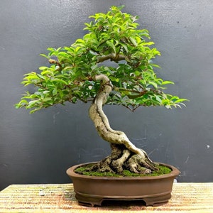 May include: A bonsai tree with a thick, gnarled trunk and a lush green canopy. The tree is potted in a brown ceramic pot and is sitting on a woven mat.