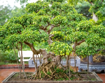 Indian Banyan Bonsai Ficus benghalensis Houseplant Seeds - Tropical Indoor House Plant - 15 Fresh Rare Seeds Easy to Grow