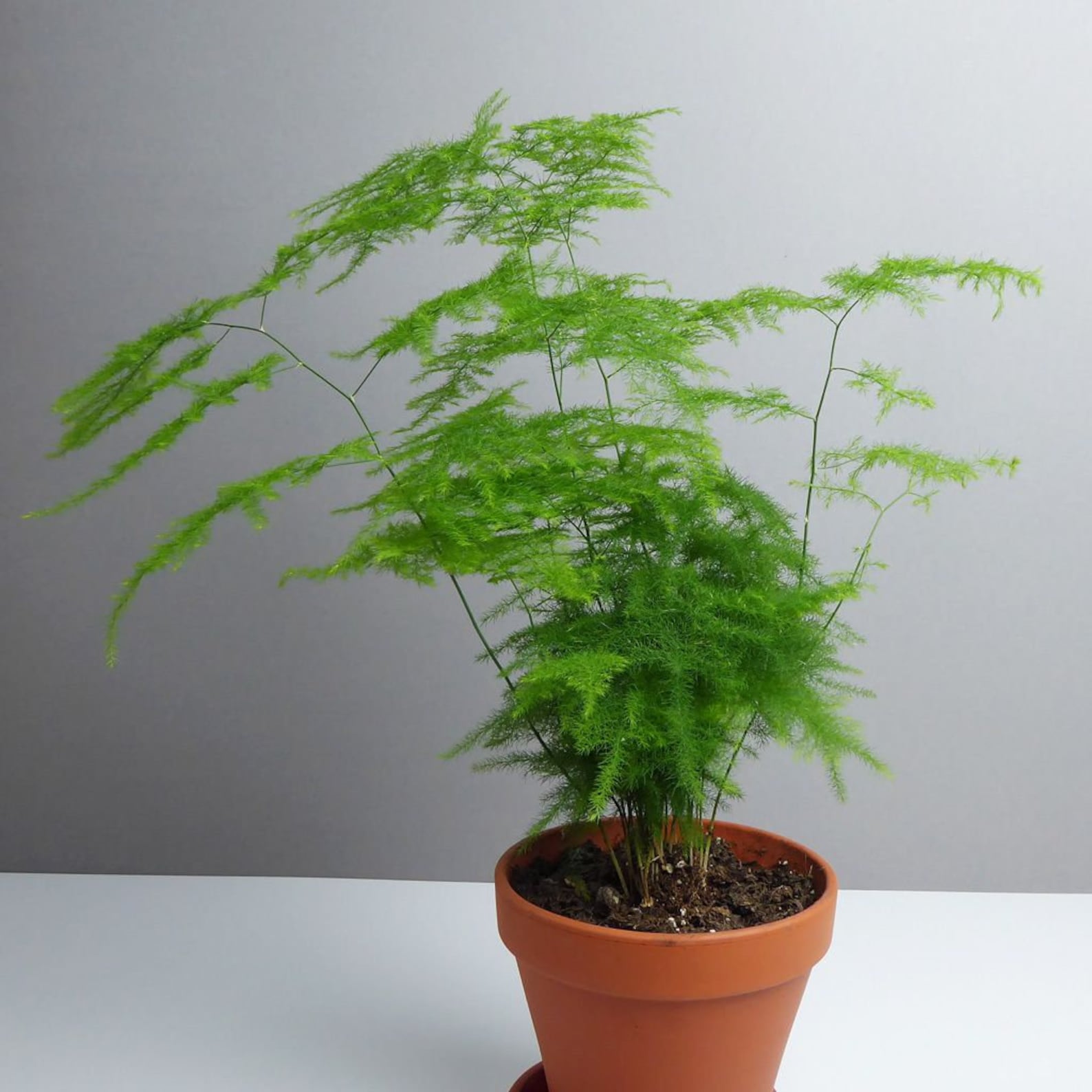 Asparagus Plumosus Fern Houseplant Seeds Tropical Indoor Etsy UK