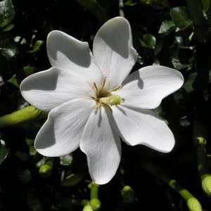 Gardenia Thunbergia Flowering Shrub or Small Tree - 5 Seeds
