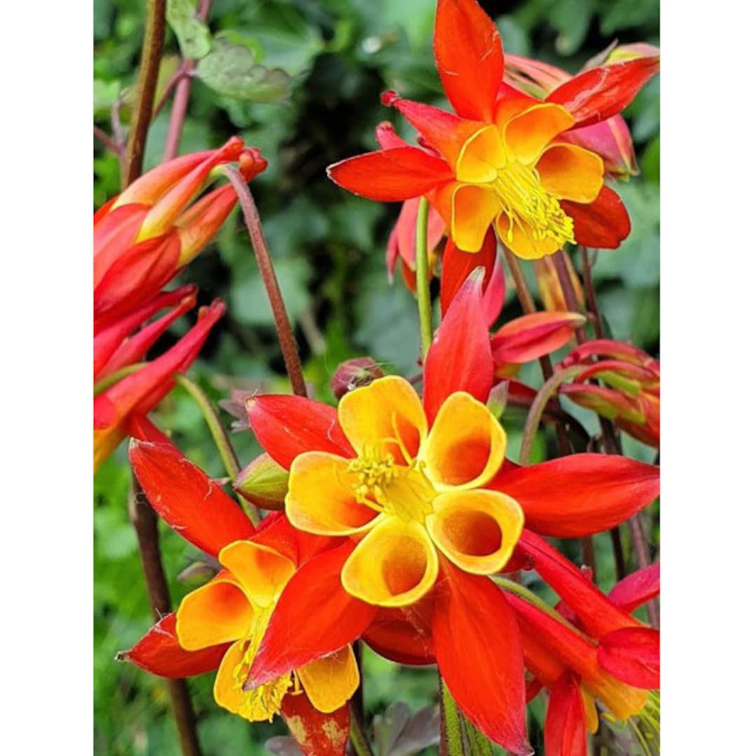 Aquilegia Skinnerii Tequila Sunrise Columbine Seeds Approx. Etsy UK