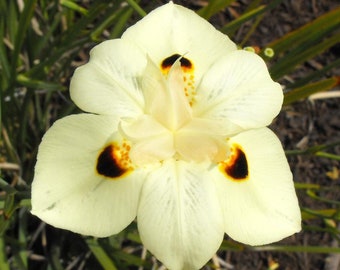 Dietes Bicolor African Iris Fortnight Lily Flower Seeds - 15 Seeds