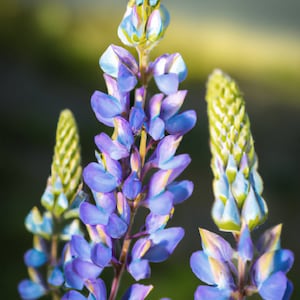 Lupin Sunrise Seeds - 10 Flower Seed