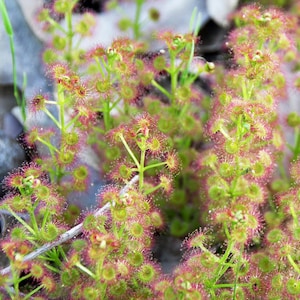 May include: Close-up of a cluster of sundew plants with red and green tentacles. The plants are growing in a natural setting.