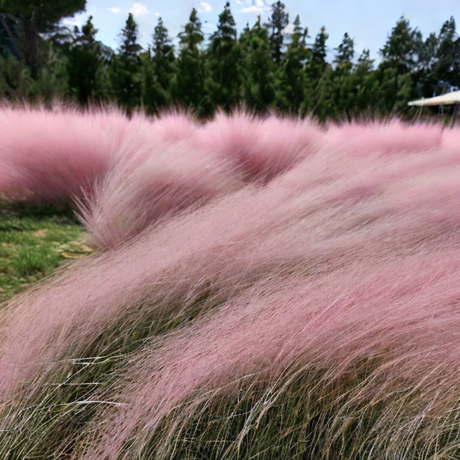Pink Muhly Cotton Candy Grass Muhlenbergia Capillaris Houseplant Seeds