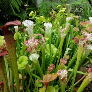 May include: A close-up of a group of carnivorous pitcher plants with green leaves and white, red, and green pitchers.