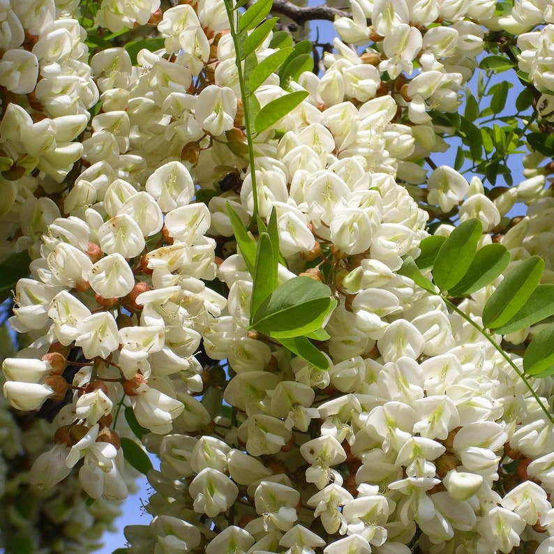 Black Locust Bonsai Tree 'robinia Pseudoacacia' House Plant Seeds - 20 ...