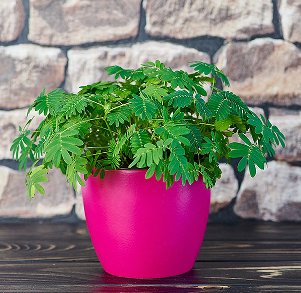 Sensitive Tree Mimosa Pudica Houseplant Seeds Tropical Etsy