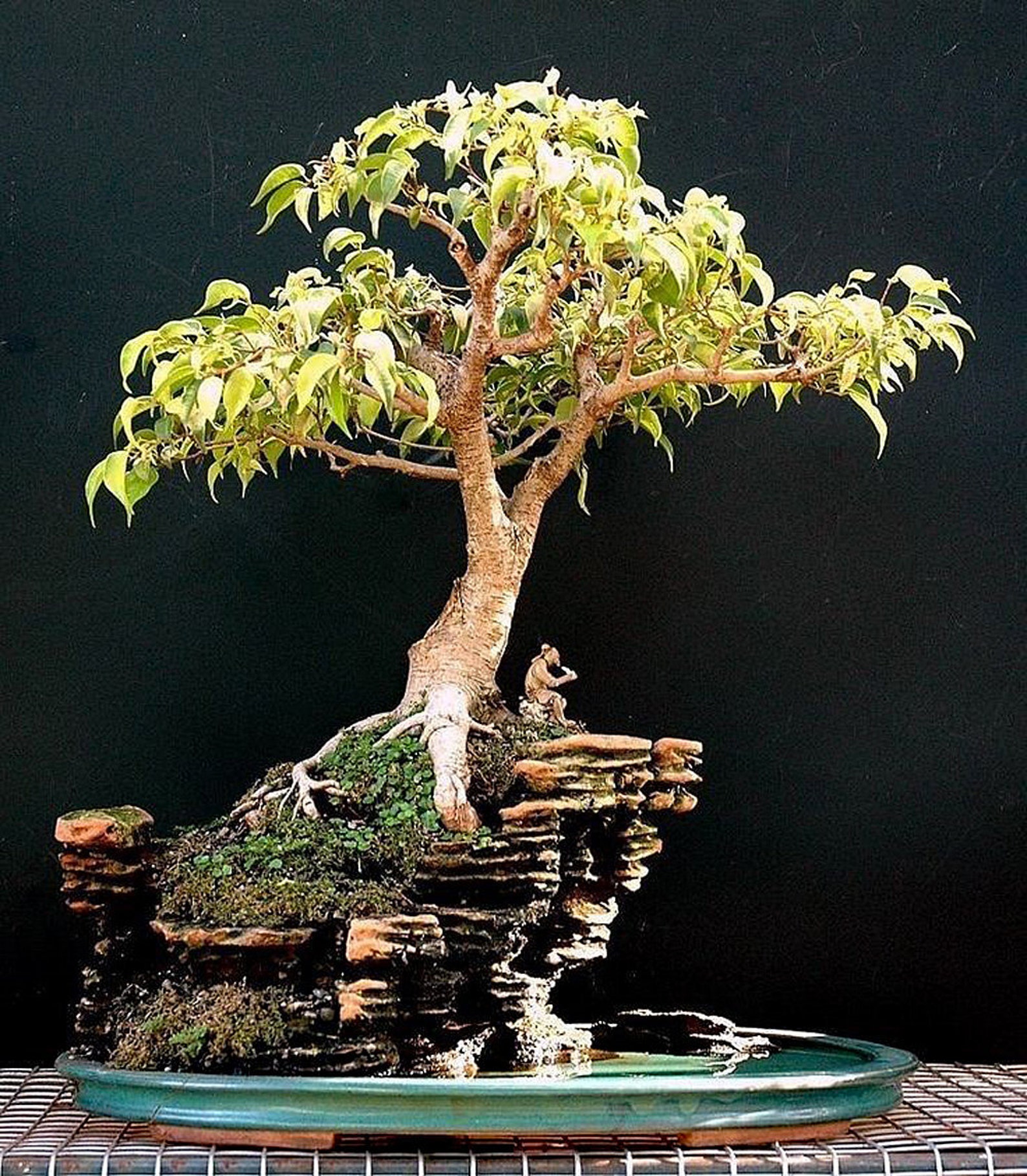Sacred Fig Bhodi Bonsai Ficus Religiosa Houseplant Seeds Etsy
